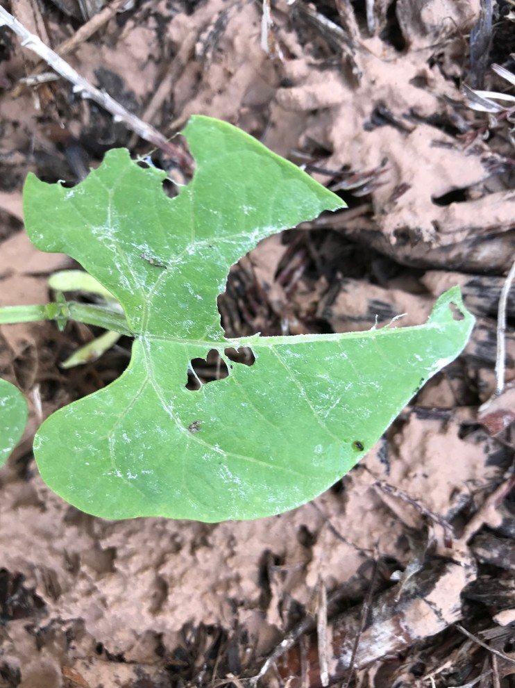 What is eating my bean sprouts?
