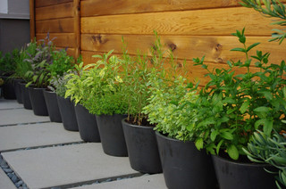 How to Grow Herbs in Pots for Garnishing Iced Tea and Cocktails (one photo)