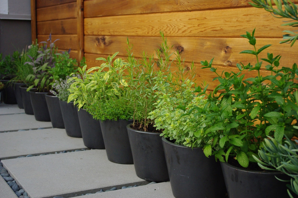 This is an example of a contemporary garden in Vancouver.