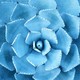 carolyn maas designs