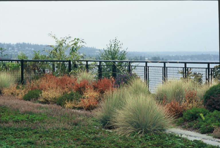 Water's Edge - ornamental grasses and perennials at overlook