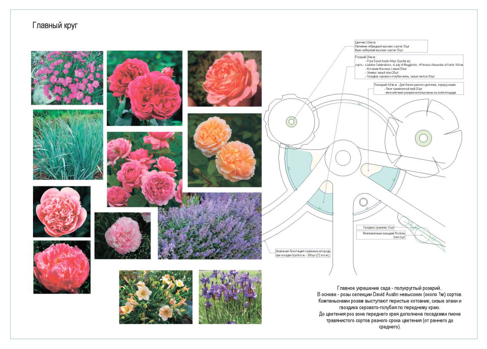 Дендрологический  план. Фрагмент.