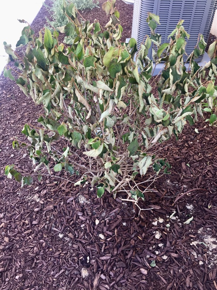 Newly planted viburnum dying?