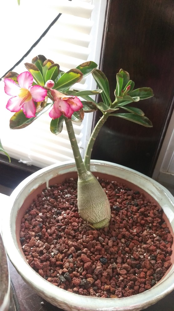 Help! My desert rose leaves turning brow