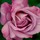webuser_872732078