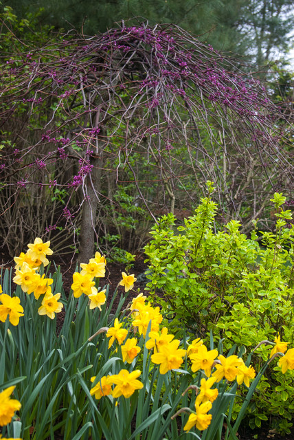 Spring Bulbs klassisch-garten