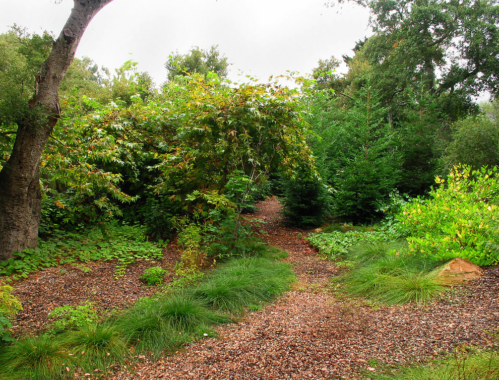 CA Native Riparian Woodland - Landscape - Santa Barbara - by Donna Lynn ...