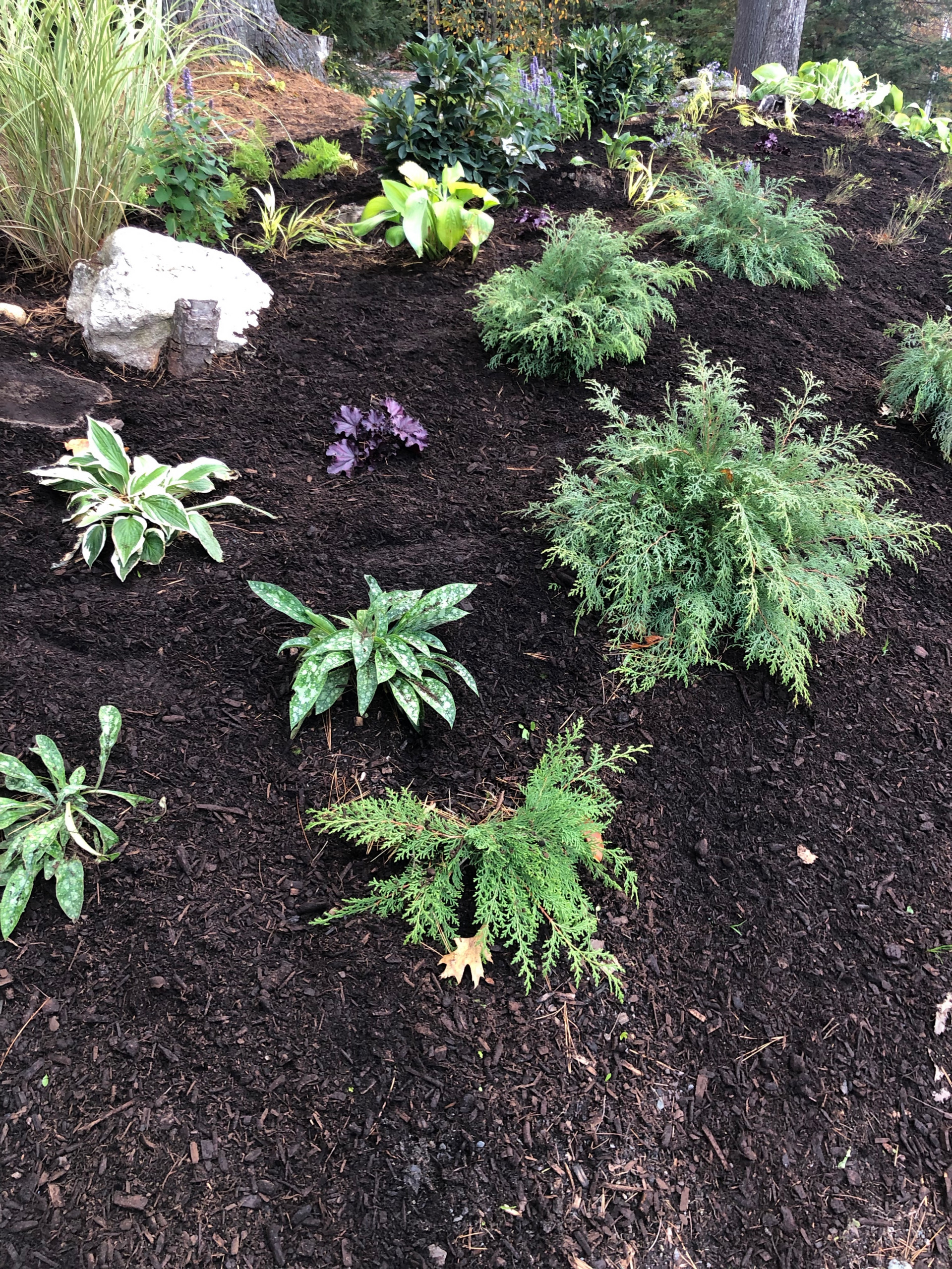 Russian Cypress & Lungwort with Miscanthus grass