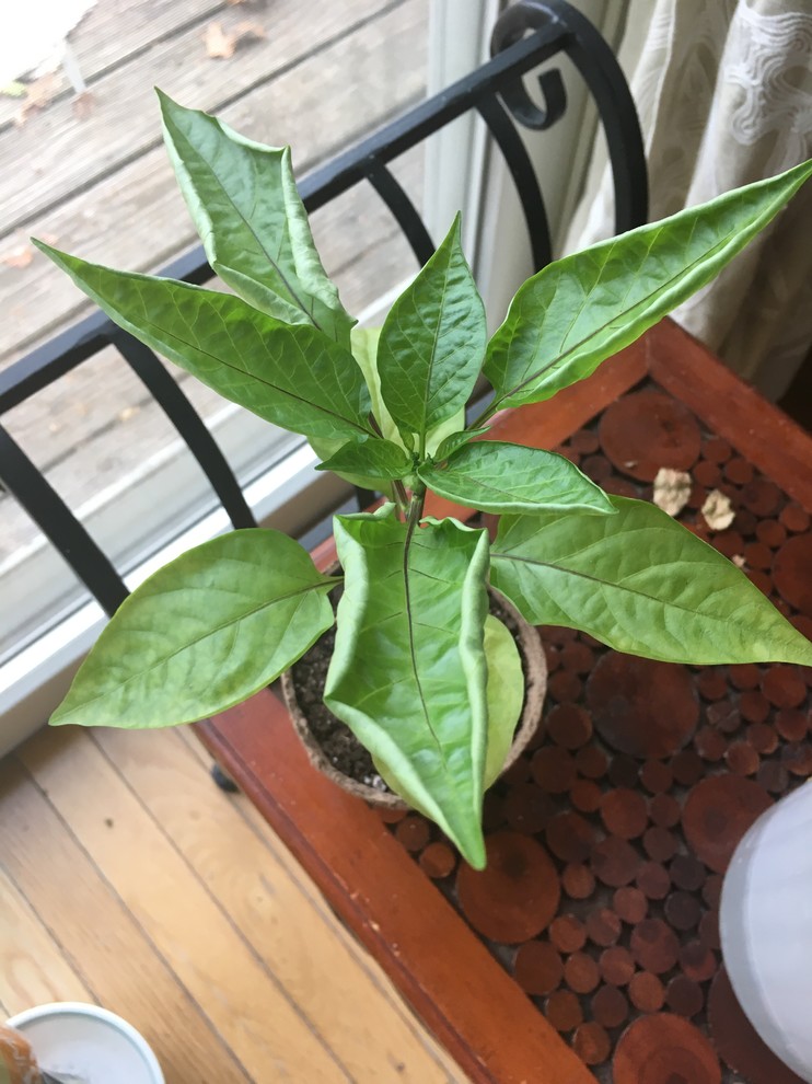 Curling & yellowing bell pepper leaves