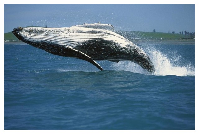 Humpback Whale Breaching Kaikoura New Zealand Print By Barbara