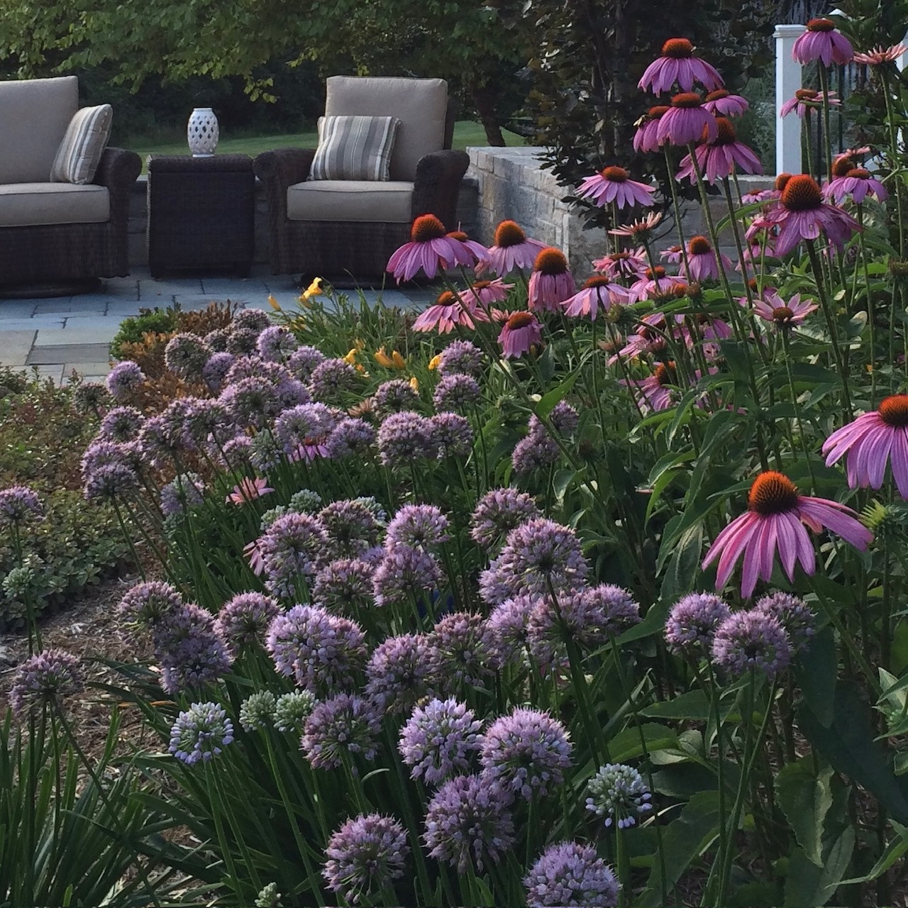 purple flowers