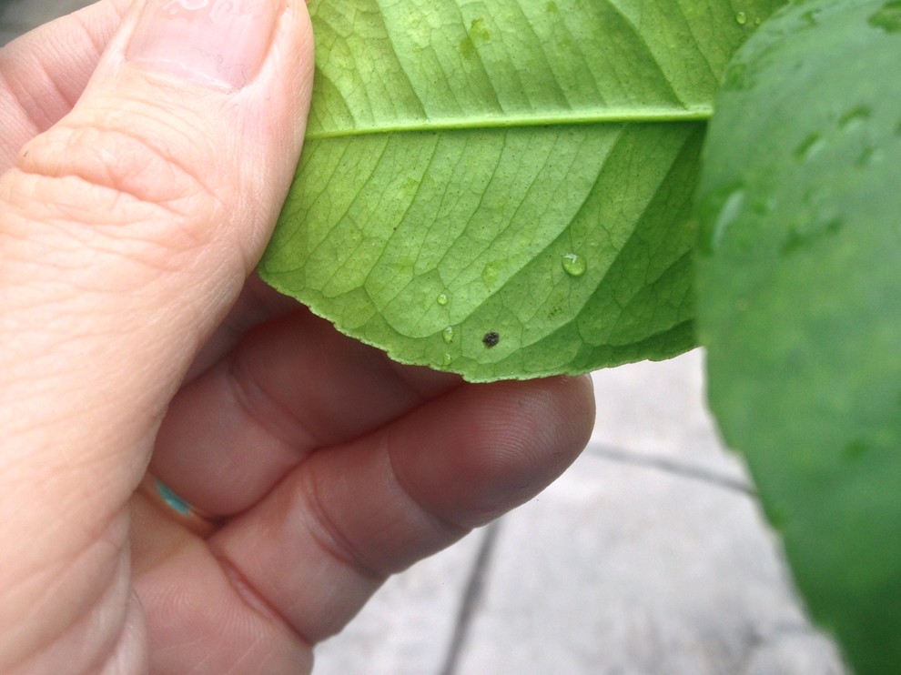 Suspicious black spots on Meyer Lemon leaves