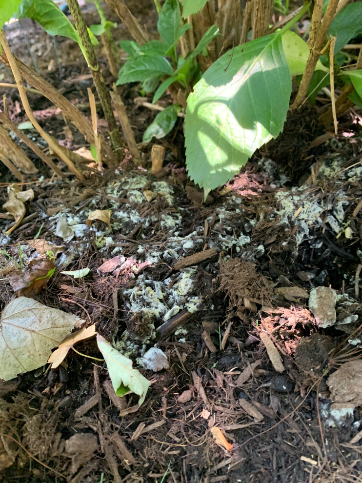 White mold (?) on mulch?