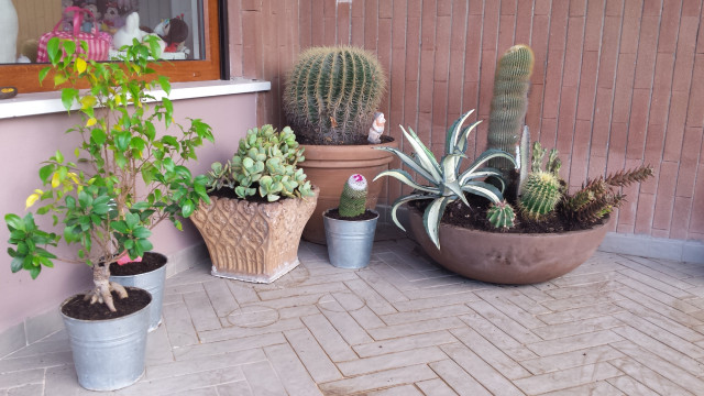 Terrazzo  Coviello shabby-chic-style-deck