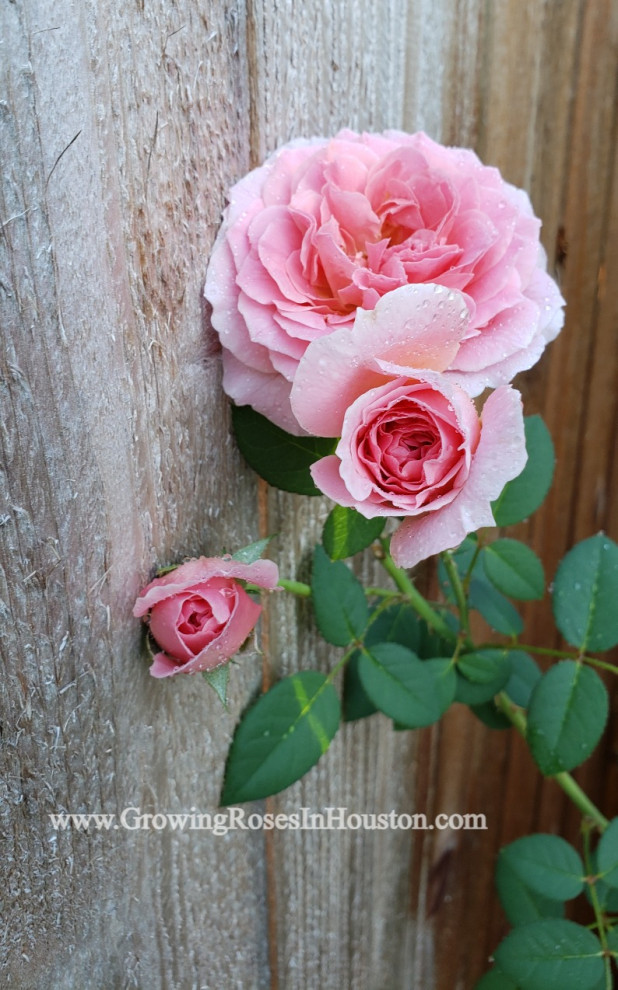 love of garden roses
