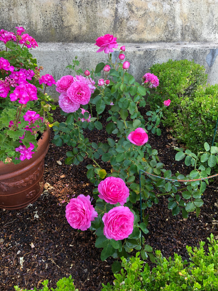 Please help me identify these old roses