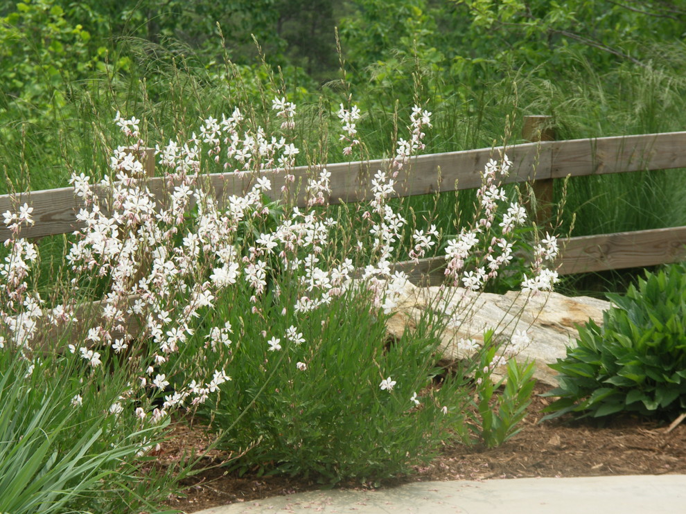 South Carolina Native Plants (mostly!) Traditional Landscape