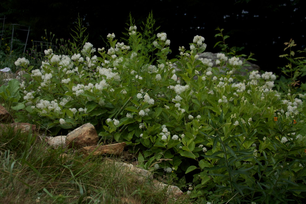 This is an example of a landscaping in Boston.