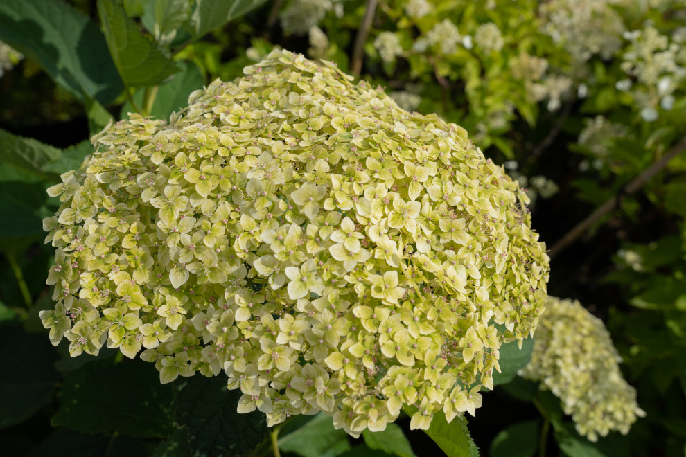 Гортензии для сада премиум-класса