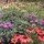 Hilltop Gardens Nursery & Landscape Co