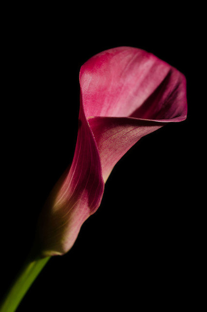 Lily Flower Black And White Botanical Large Floral Wall Decor Fine Art Nature Photography Print