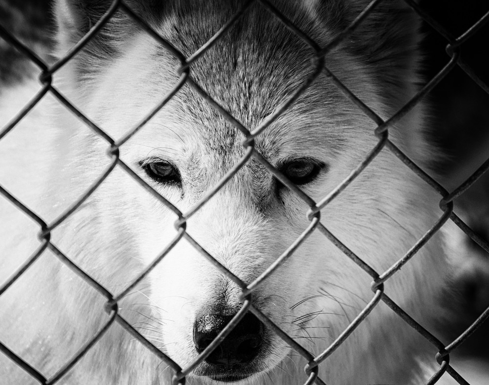Dreams of Freedom Black & White Wildlife Photo (Wolf) Unframed Wall Art Print, 12" X 18"
