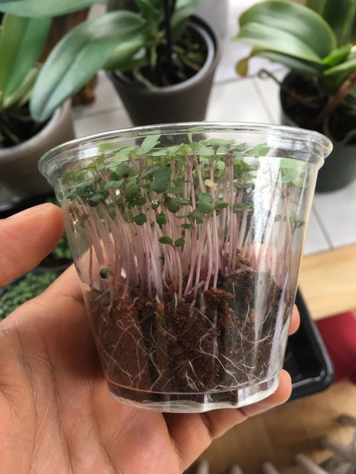 50g High Germination into Sprouts microgreens from 2 Weeks Organic Beetroot Microgreens Seeds by Verdant Republic Non GMO Superfood Easy to Sprout