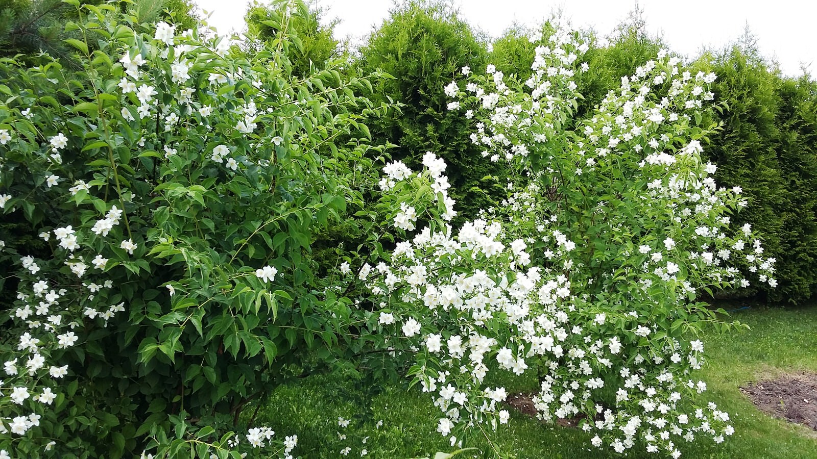 кп "Папушево" - Профессиональный уход за садом - 100% качество!