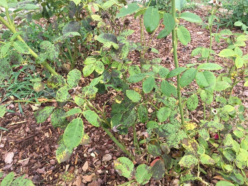 What are your most floriferous black spot resistant rosesplease share