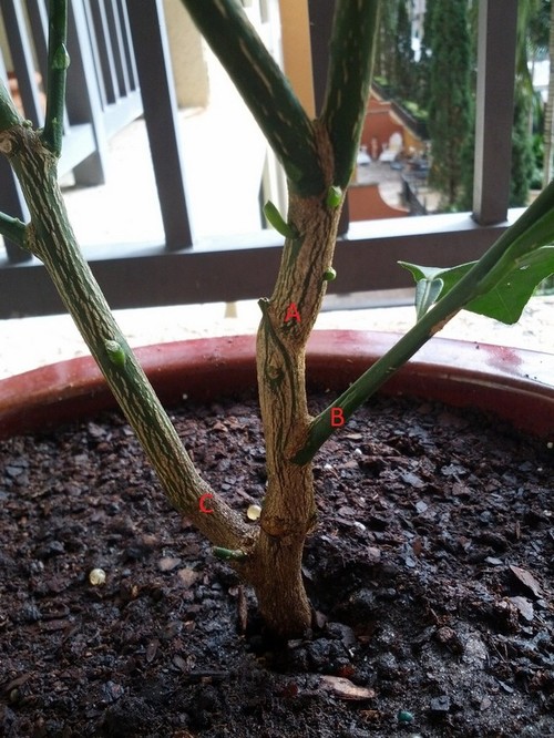 Help identifying graft line and root stock growth