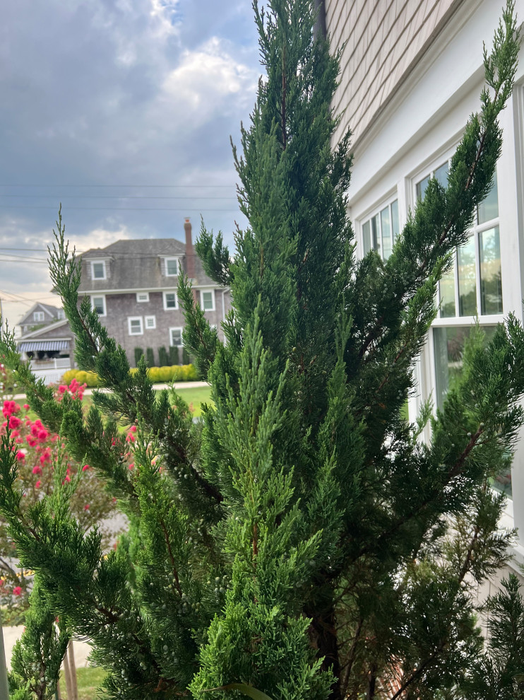Tree Identification | Houzz Forum