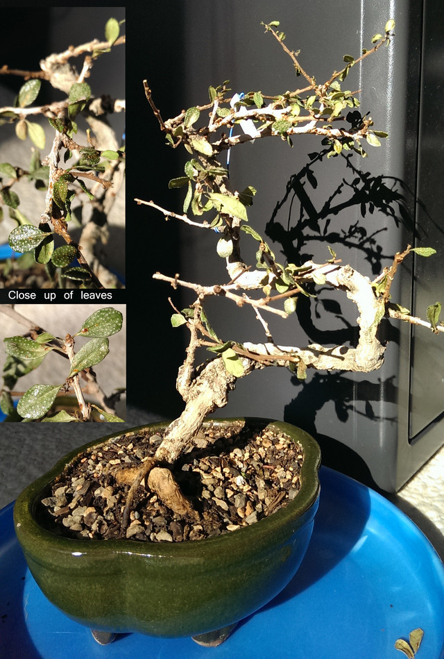 Help with Fukien Tea bonsai | Houzz Forum