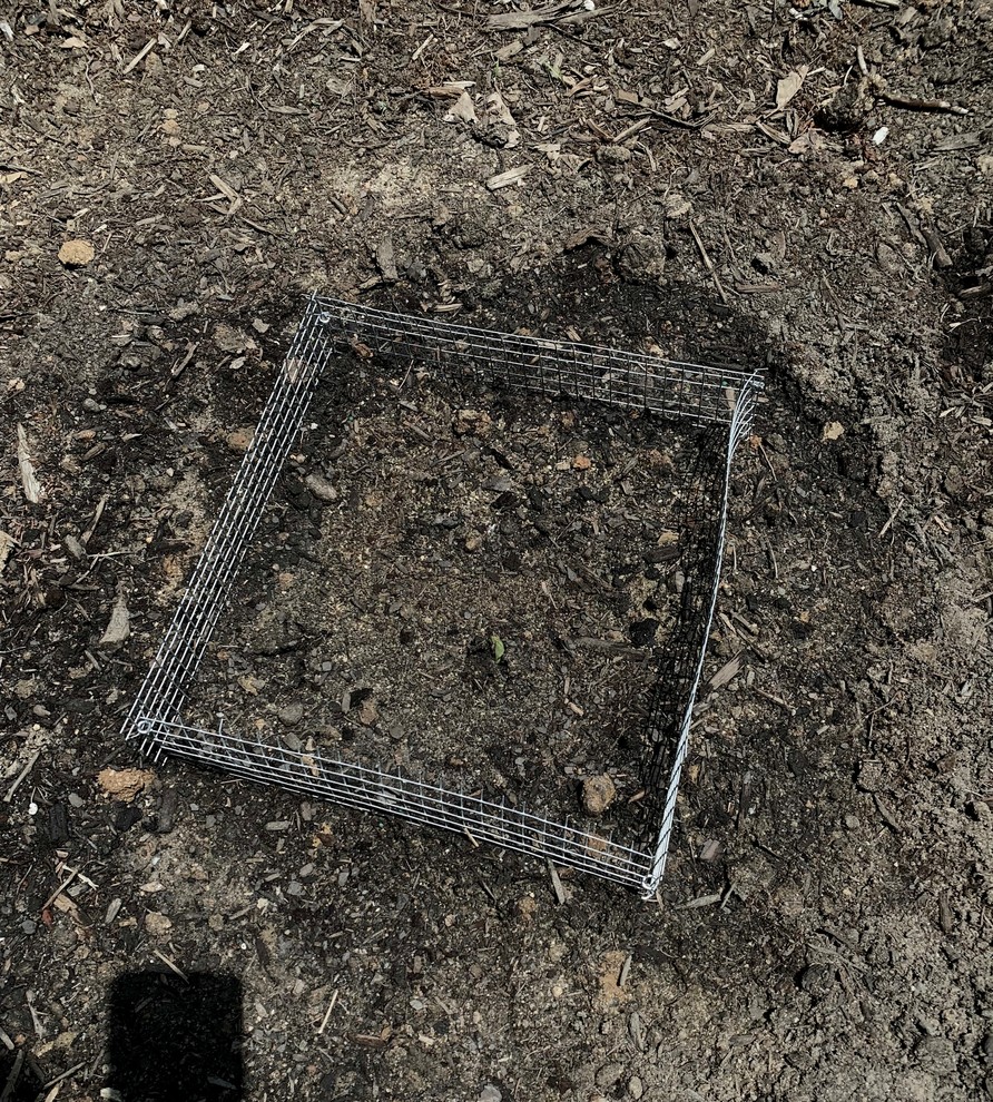 Keeping critters out of my perennial beds (voles mostly)
