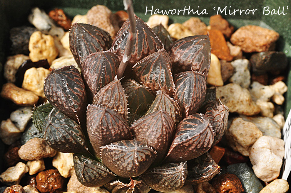 Haworthia Mirror Ball