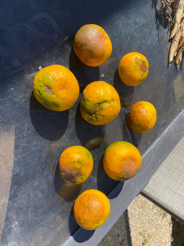 Help with potted Miho Satsuma fruit turning brown and falling off.