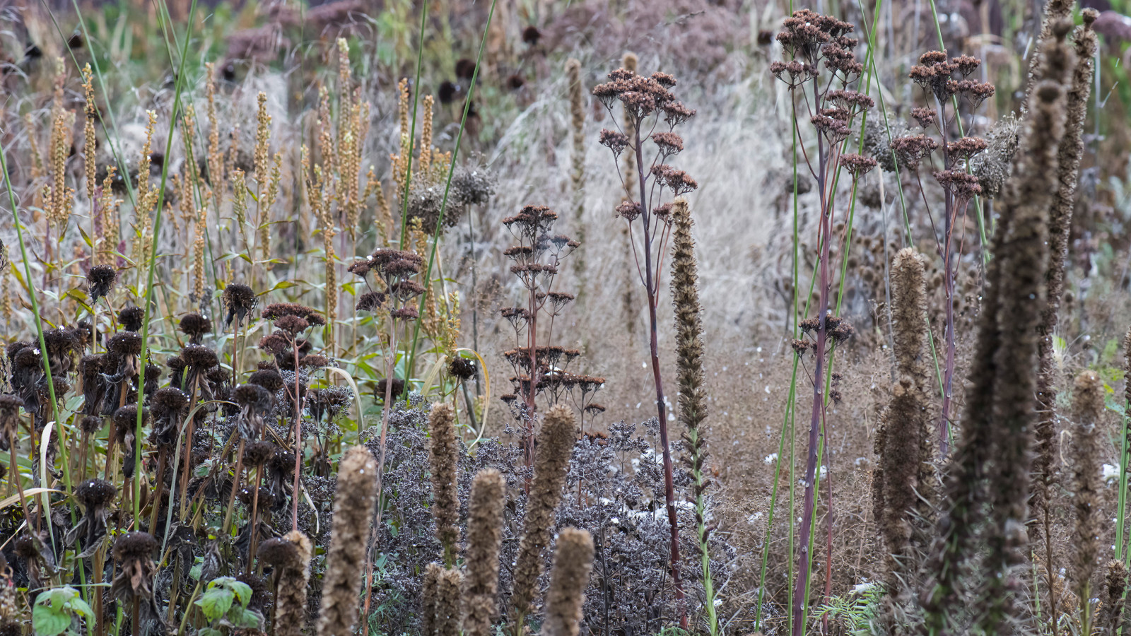 Цветник в  природном стиле  (" New Perennials"  или "Новая волна")