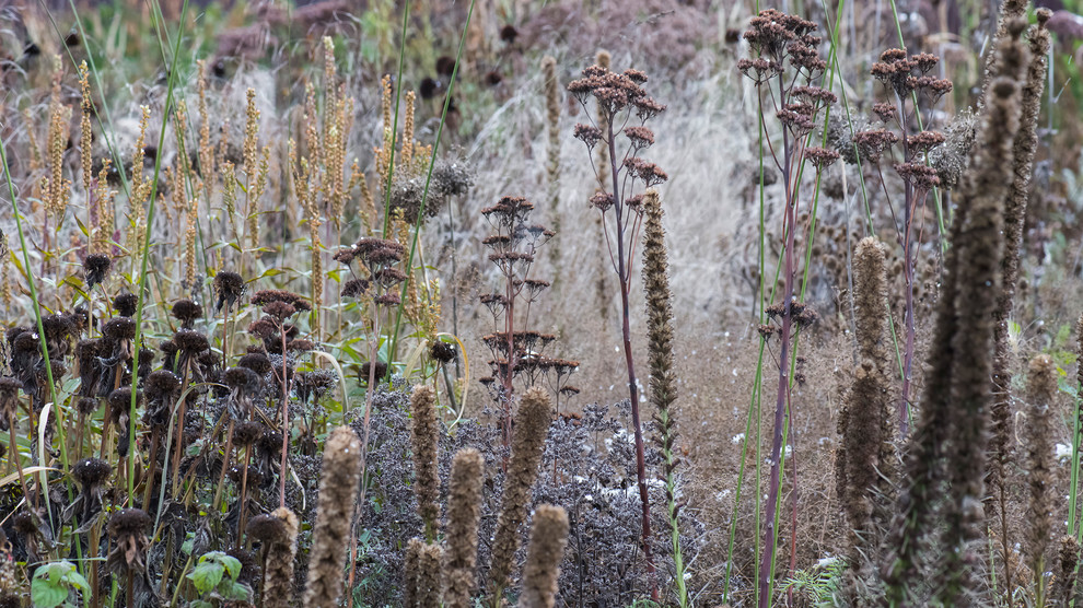 Цветник в  природном стиле  (" New Perennials"  или "Новая волна")