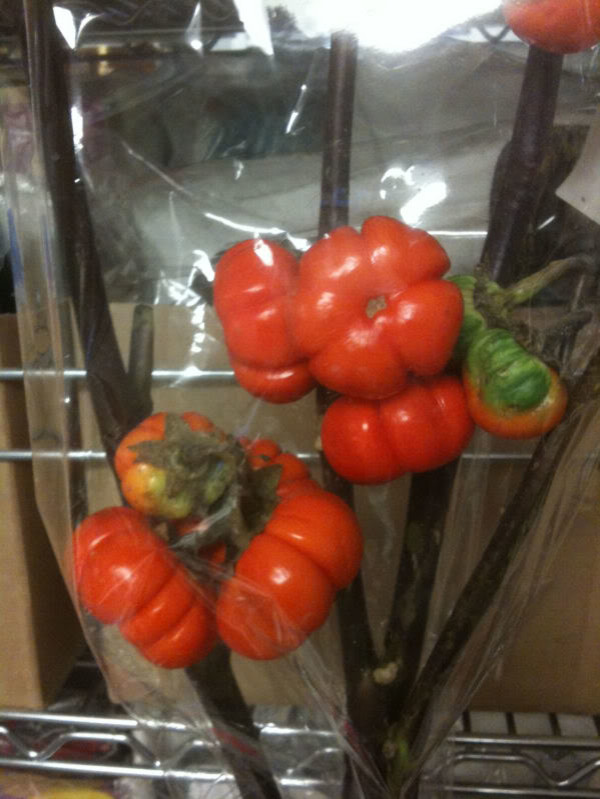 Pumpkin on a Stick (Chinese Scarlet Eggplant) - 10 Seeds