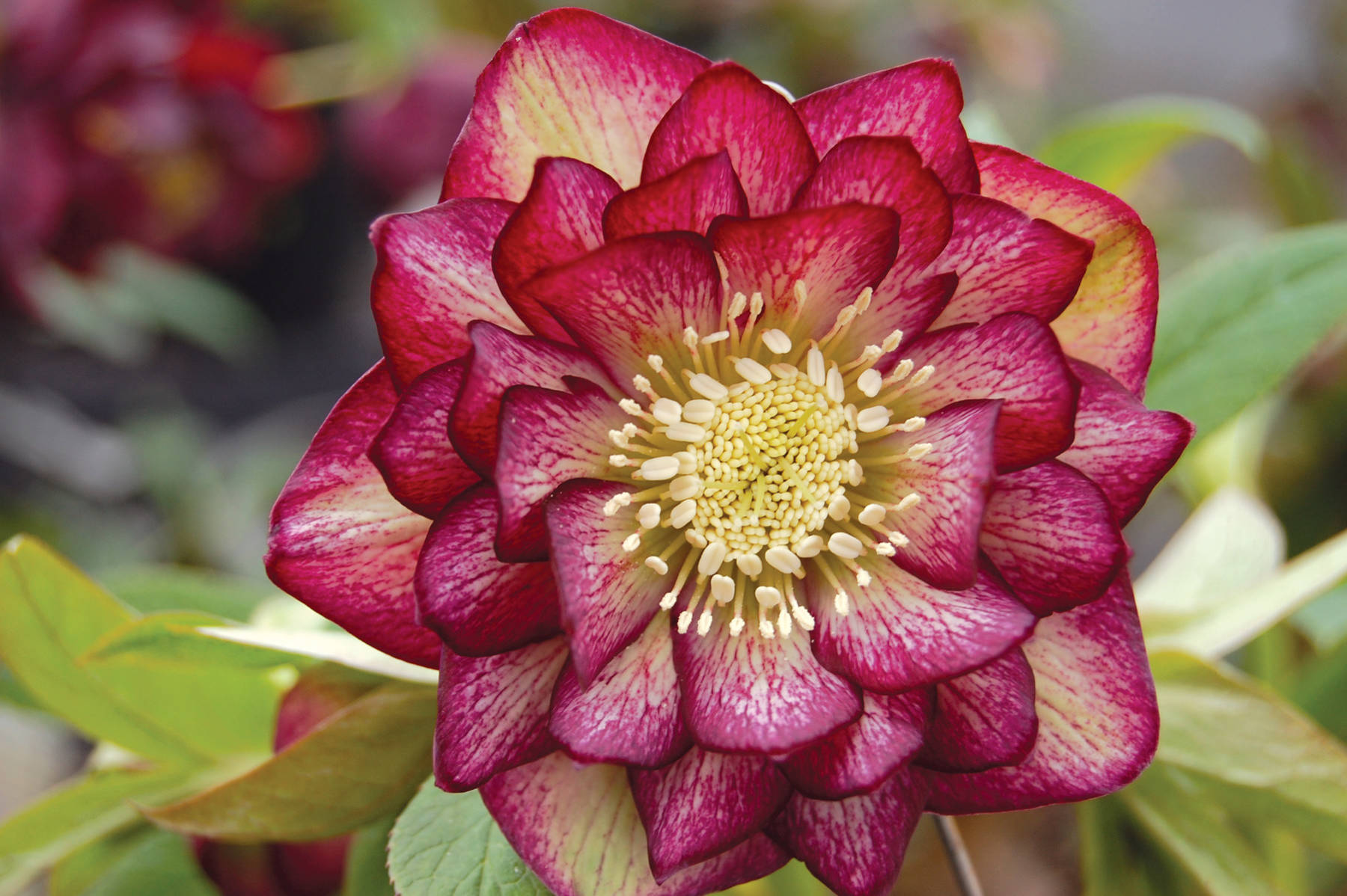 8 plantes qui fleurissent en hiver pour un jardin color