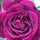 larraine_howell
