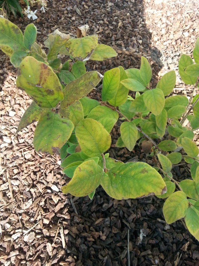Honeyberry leaves turning yellow and brown
