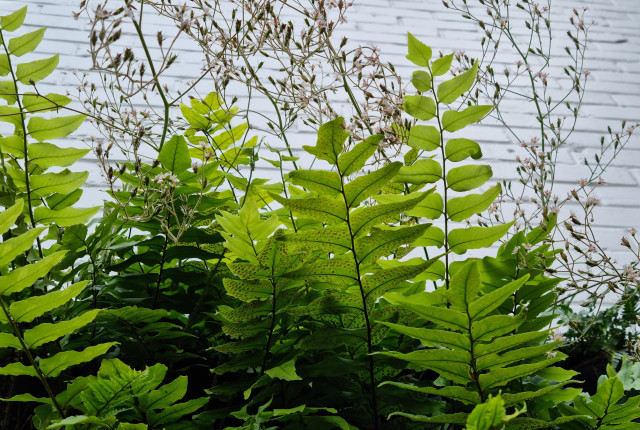 Secluded shady courtyard - Epsom contemporary-deck