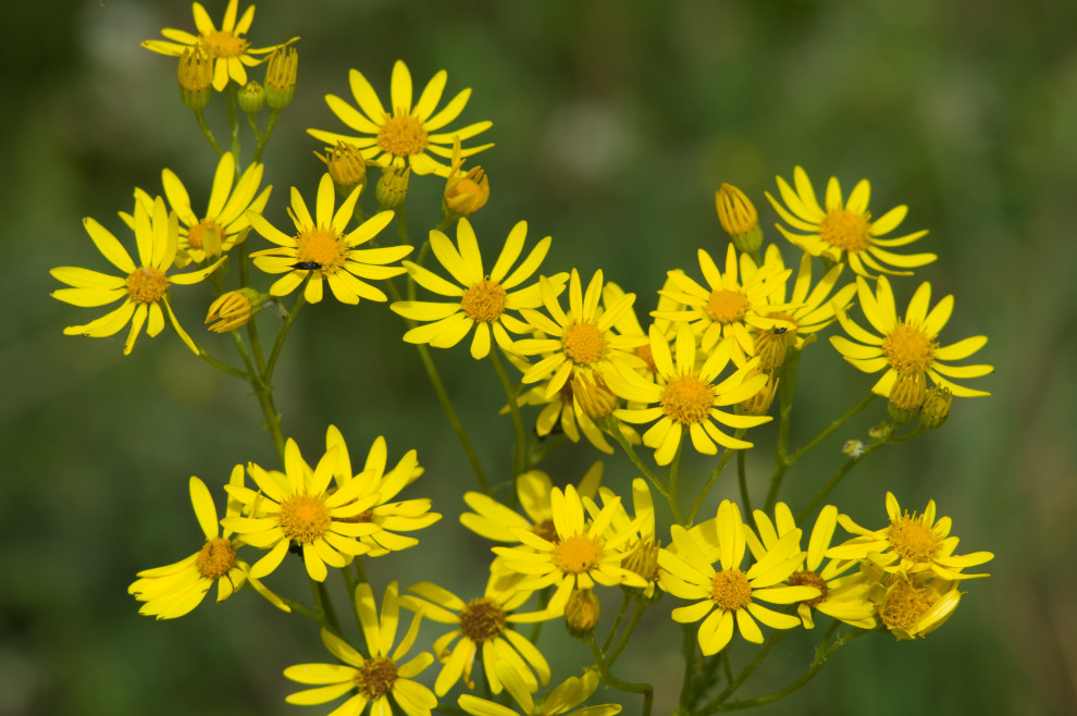 Favorite Plants