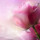 webuser_271810558
