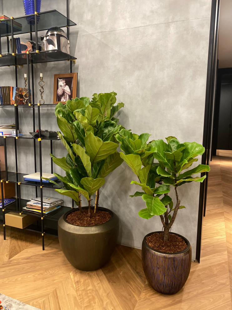 Озеленение квартиры ЖК Реноме