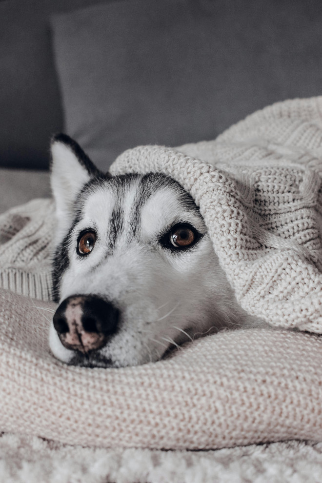 Cozy husky