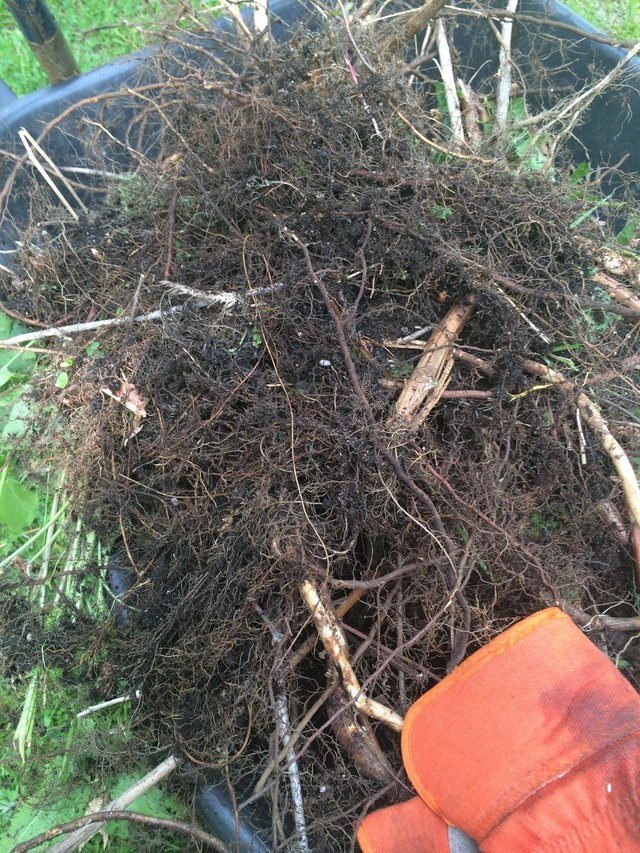 overgrown raised beds