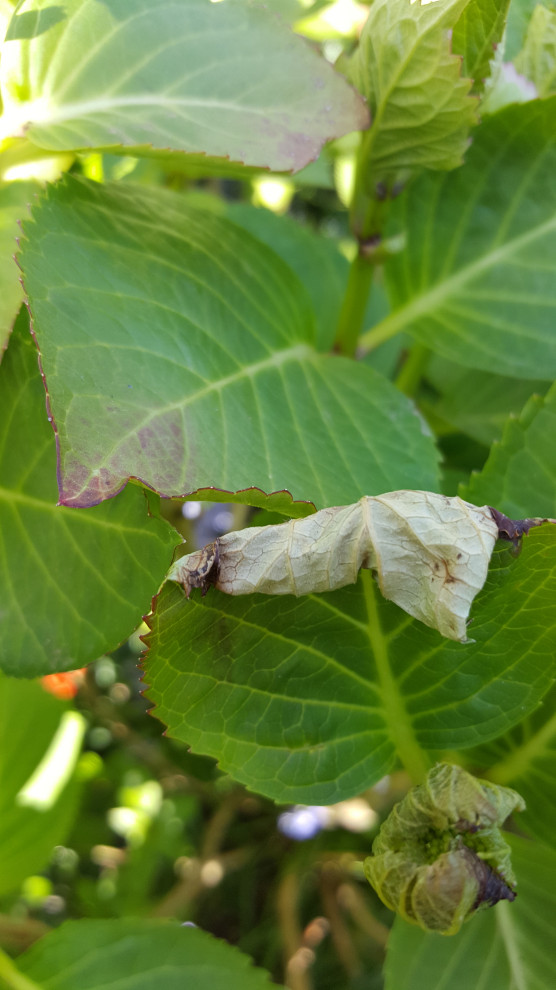 Hydrangea leaves are curling and falling off. Help!