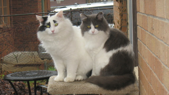 Reader Pet Projects 