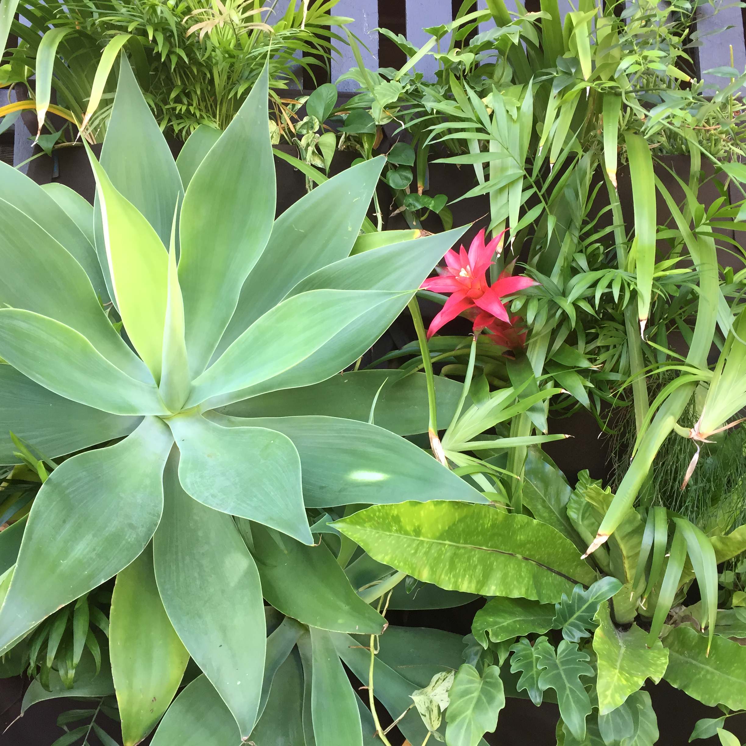 Top 10 Succulents for Subtropical Gardens | Houzz NZ